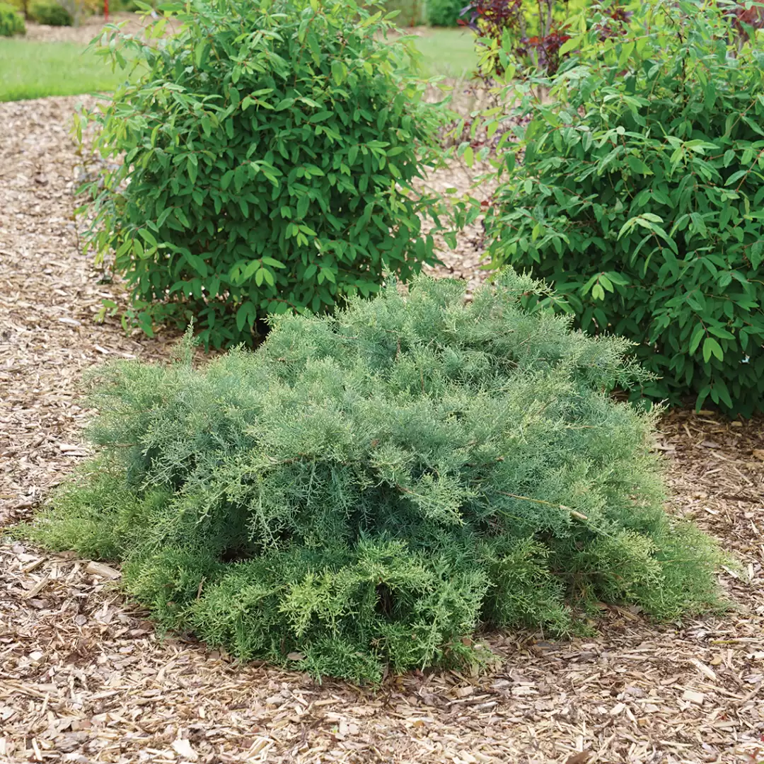 Montana Moss juniper in landscape. 