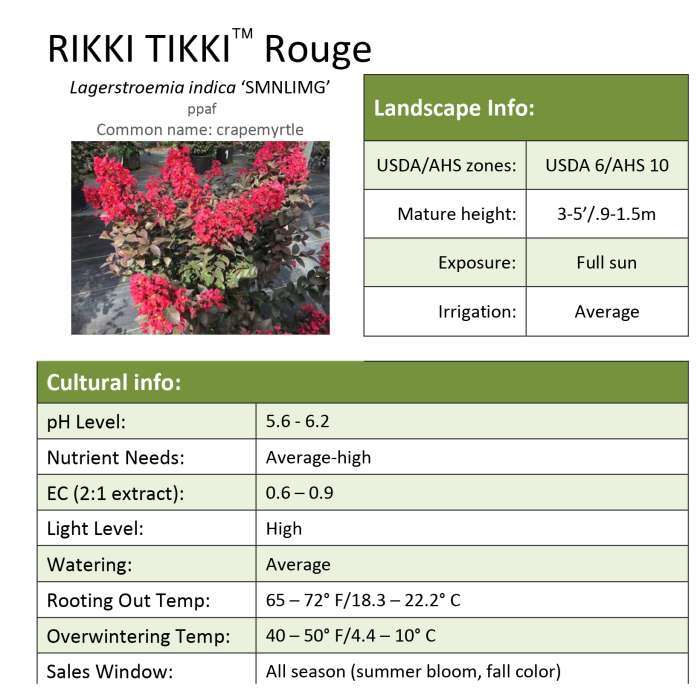 Preview of Rikki Tikki® Rouge Lagerstroemia Grower Sheet PDF