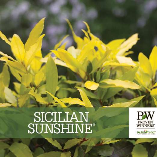 Preview of Sicilian Sunshine® Laurus Benchcard PDF