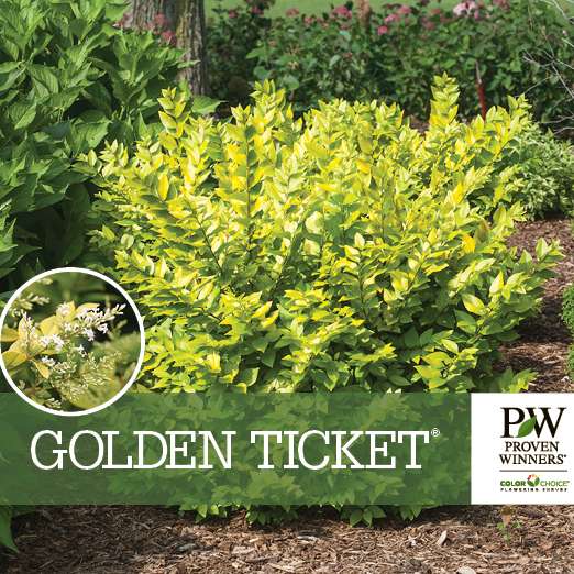 Preview of Golden Ticket® Ligustrum Benchcard PDF