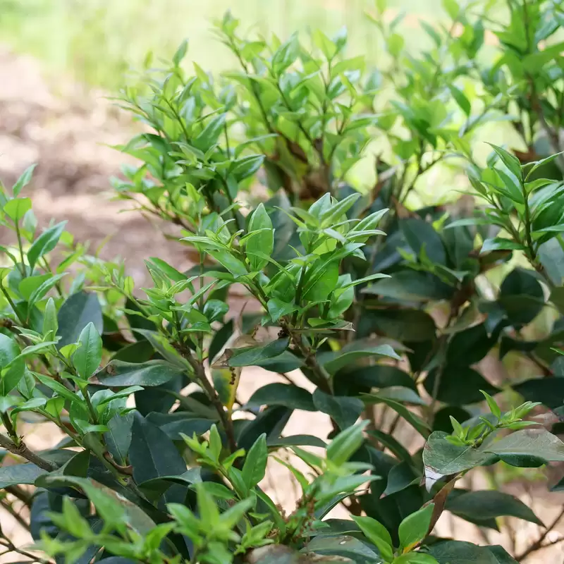 The new bright green growth of Kindly ligustrum.