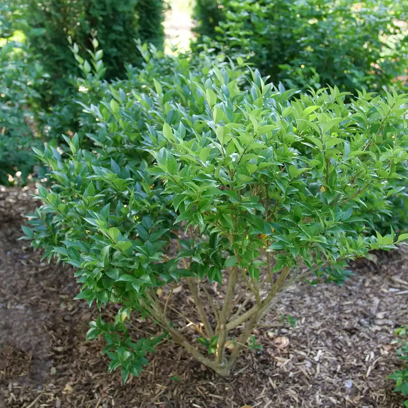 Kindly Japanese privet showing its habit in the landscape.