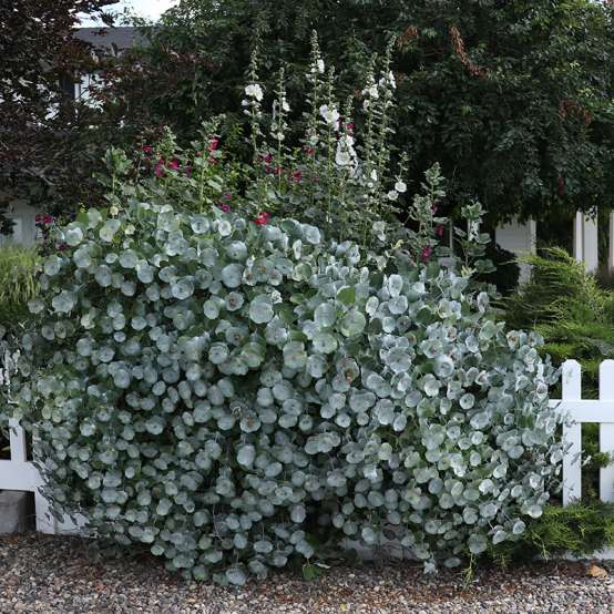 Kintzley's Ghost lonicera growing on a white fence