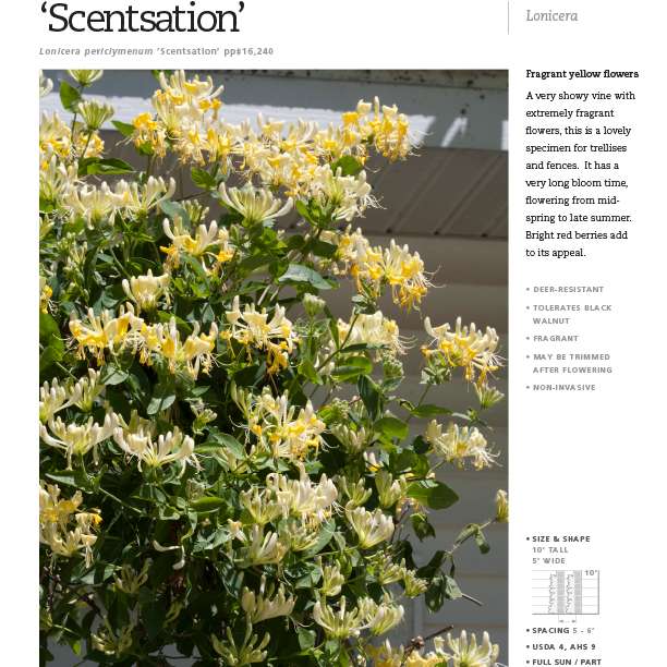 Preview of ‘Scentsation’ Lonicera Spec Sheet PDF