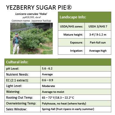 Preview of Yezberry Sugar Pie® Lonicera Grower Sheet PDF