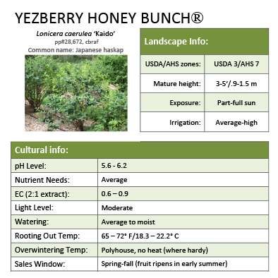 Preview of Yezberry Honey Bunch® Lonicera Grower Sheet PDF