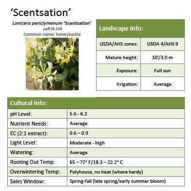 Preview of ‘Scentsation’ Lonicera Grower Sheet PDF