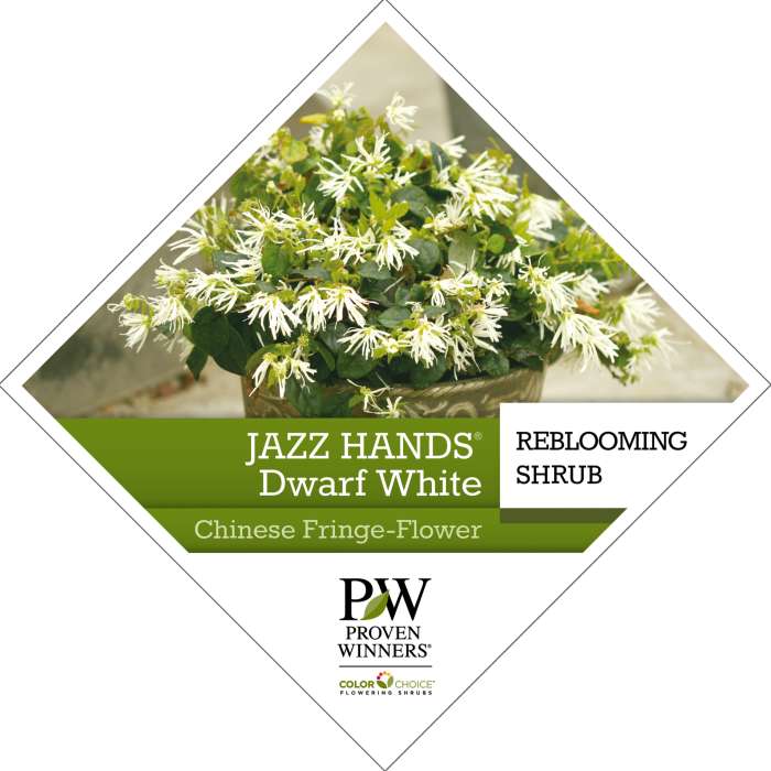 Preview of Jazz Hands® Dwarf White Loropetalum Tag PDF