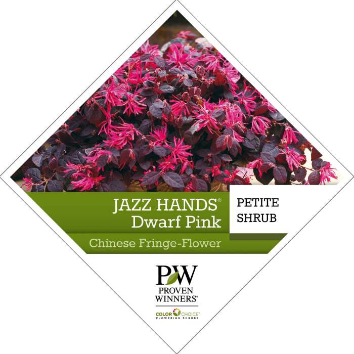 Preview of Jazz Hands® Dwarf Pink Loropetalum Tag PDF