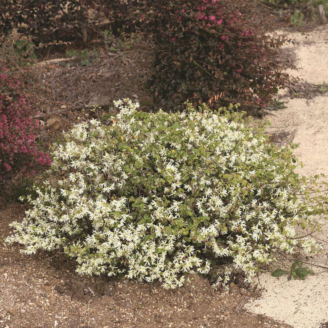 Loropetalum Jazz Hands White in trial landscape