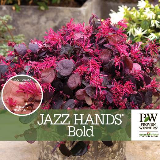 Preview of Jazz Hands Bold™ Loropetalum Benchcard PDF