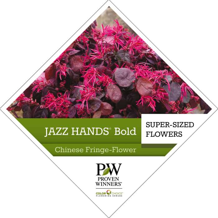 Preview of Jazz Hands Bold™ Loropetalum tag  PDF