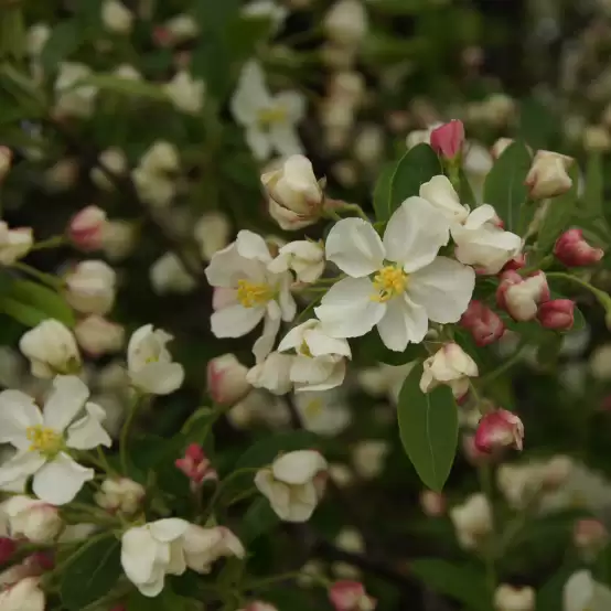 The white flowers of Lollipop crabapple