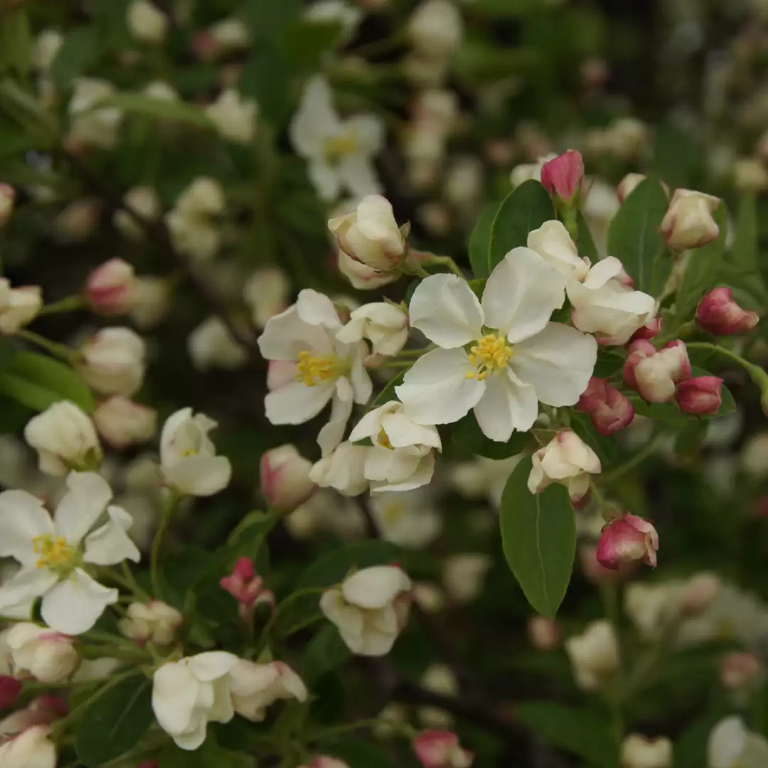 The white flowers of Lollipop crabapple