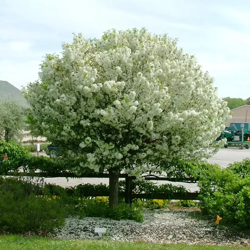 A mature specimen of Lollipop crabapple in bloom