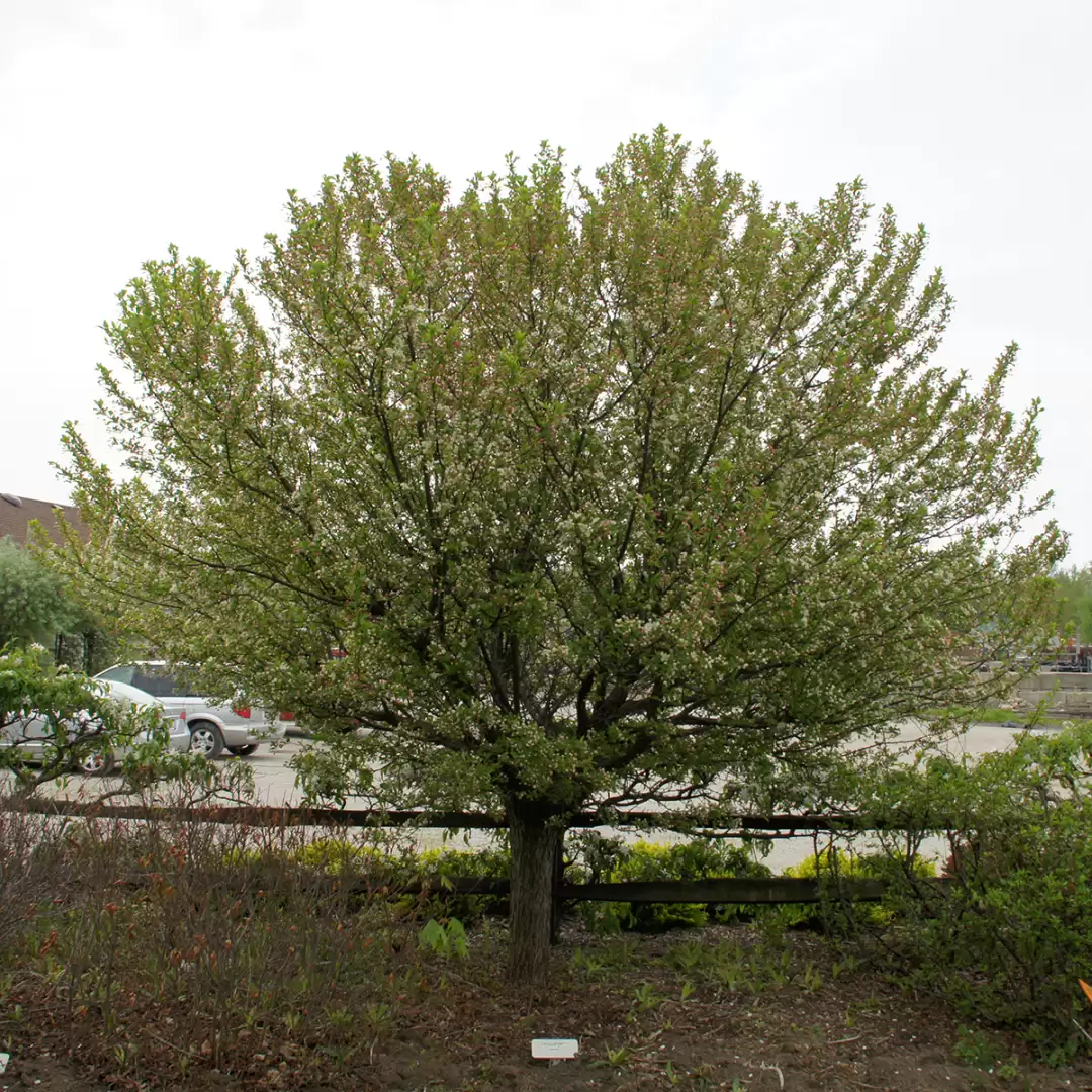 Lollipop crabapple leafing out in spring