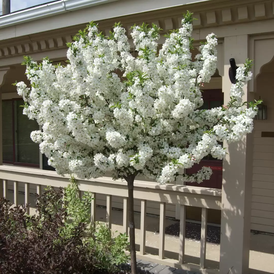 A beautiful young specimen of Lollipop crabapple in bloom