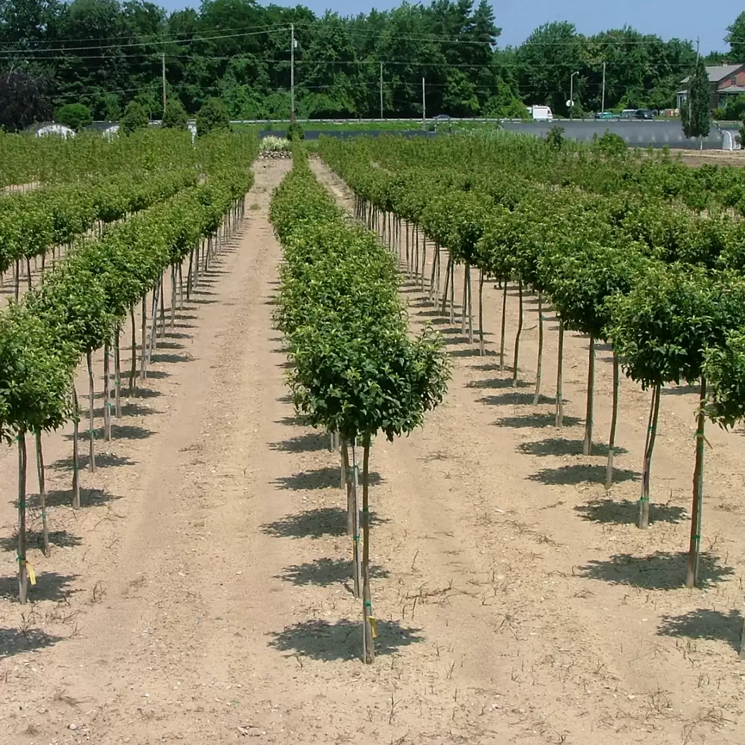 A field of Lollipop crabapples