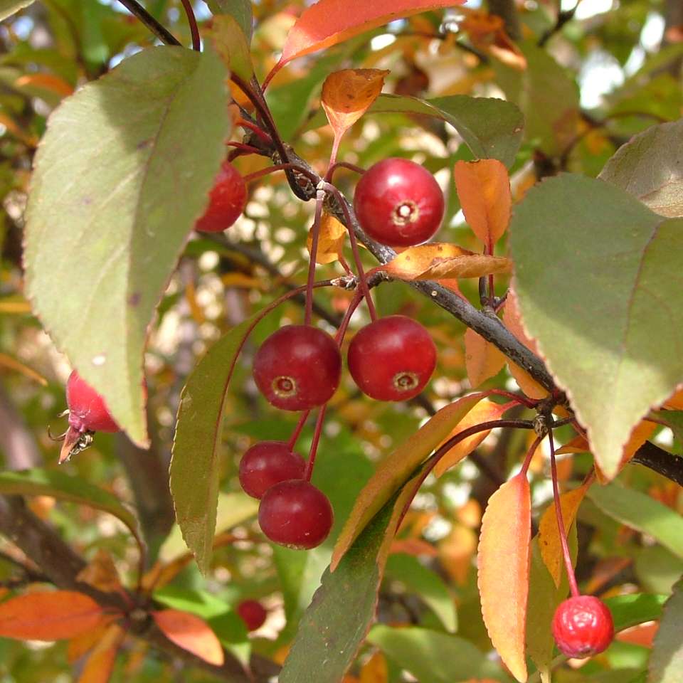 The red fruits of Show Time crabapple