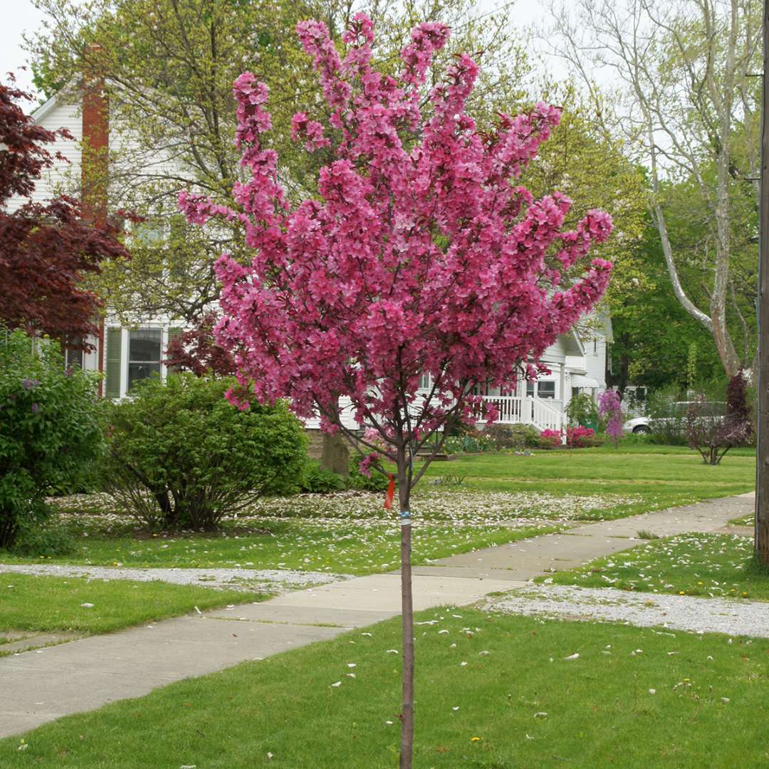 A Show Time crabapple planted in a neighborhood