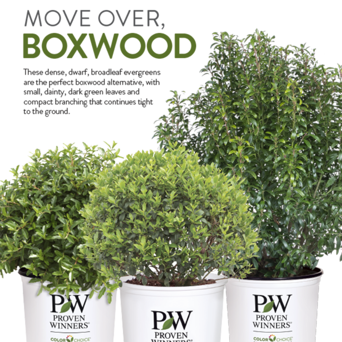 Preview of Boxwood Alternatives PDF