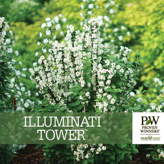 Preview of Illuminati Tower® Philadelphus Benchcard PDF