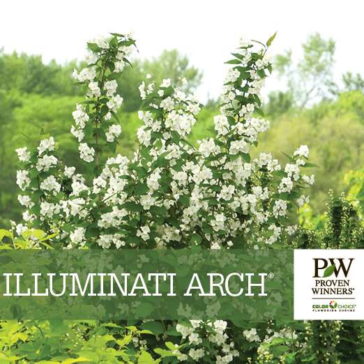 Preview of Illuminati Arch® Philadelphus Benchcard PDF