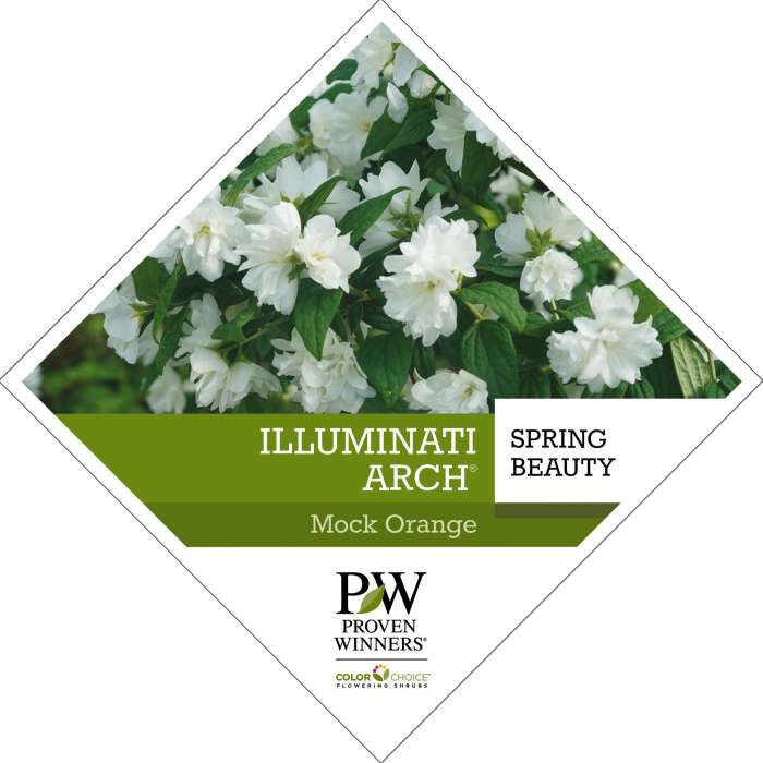 Preview of Illuminati Arch® Philadelphus tag PDF