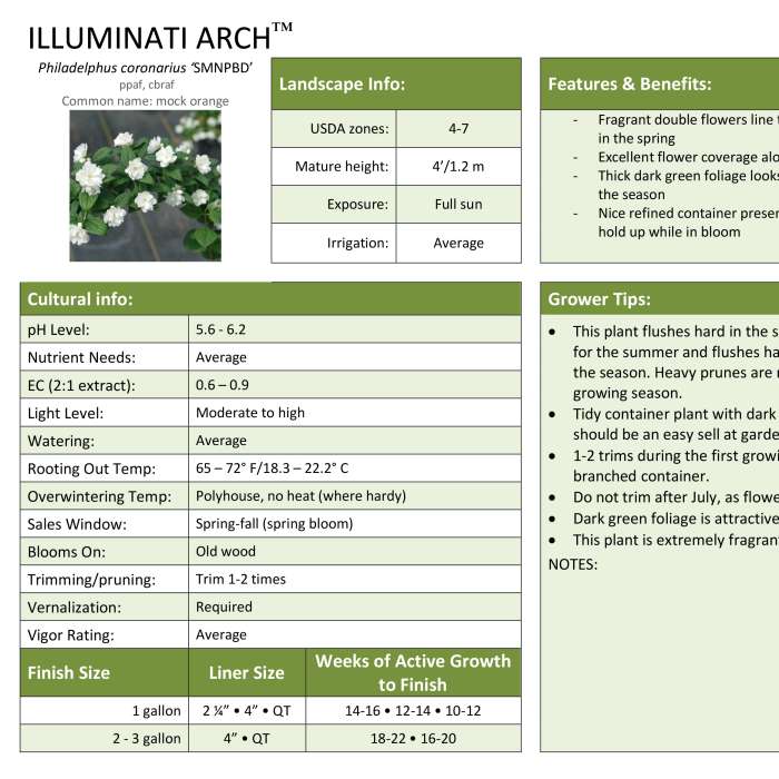 Preview of Illuminati Arch® Philadelphus Professional Grower Sheet PDF