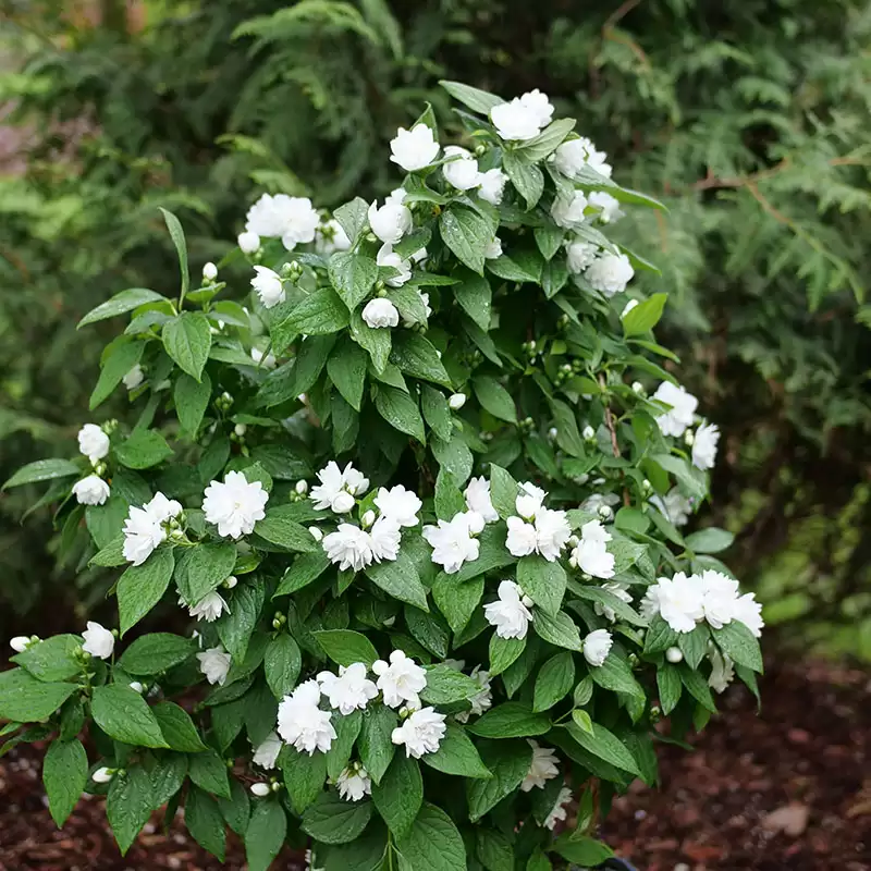 Illuminati Spice mock orange blooming in a landscape