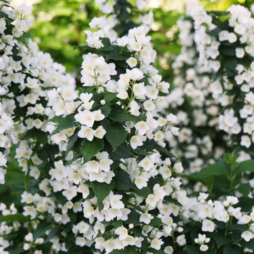 White, four-petaled flowers clustered together on Illuminati Tower mock orange.