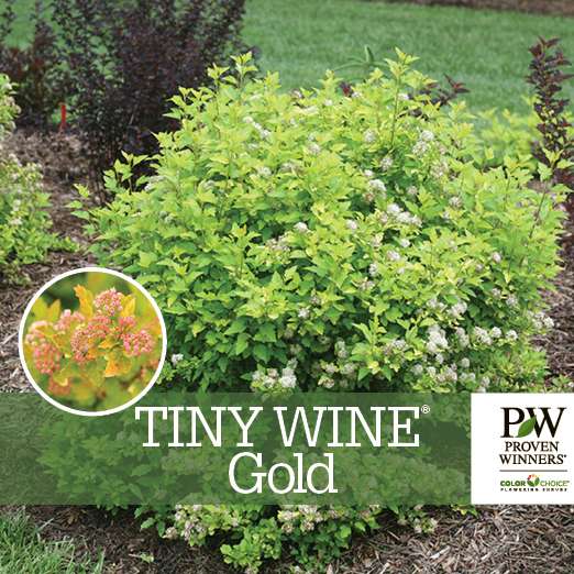 Preview of Tiny Wine® Gold Physocarpus Benchcard PDF