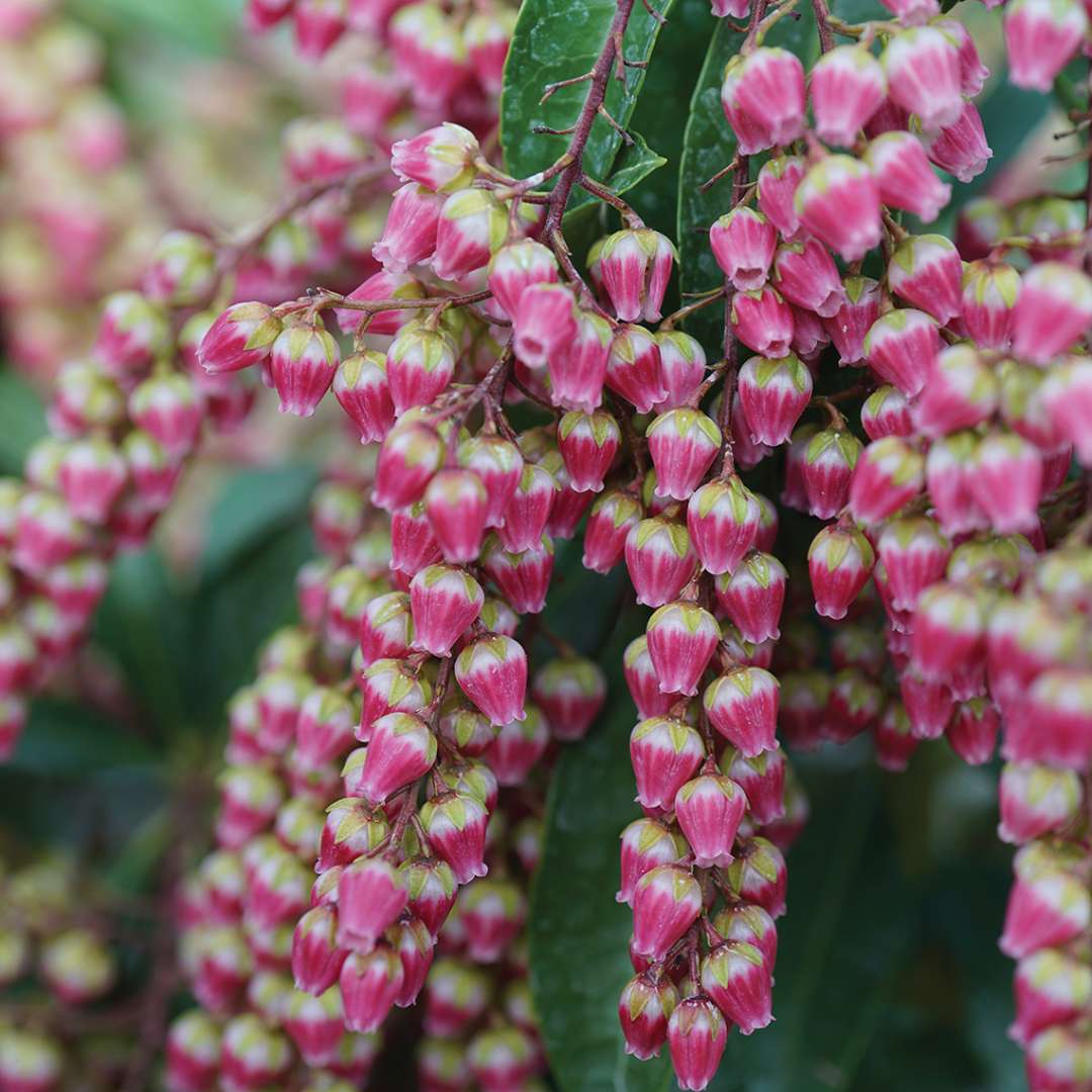 Close up of the bell shape blooms of Interstella lily of the valley shrub 