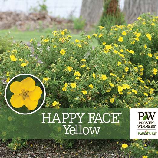 Preview of Happy Face® Yellow Potentilla Benchcard PDF