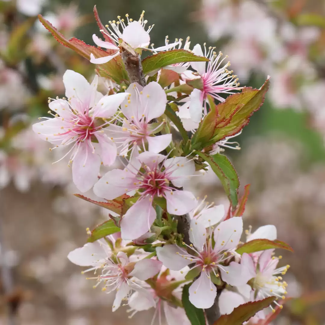 A cluster of flowers on Easy As Pie bush cherry with white petals and pink centers. 