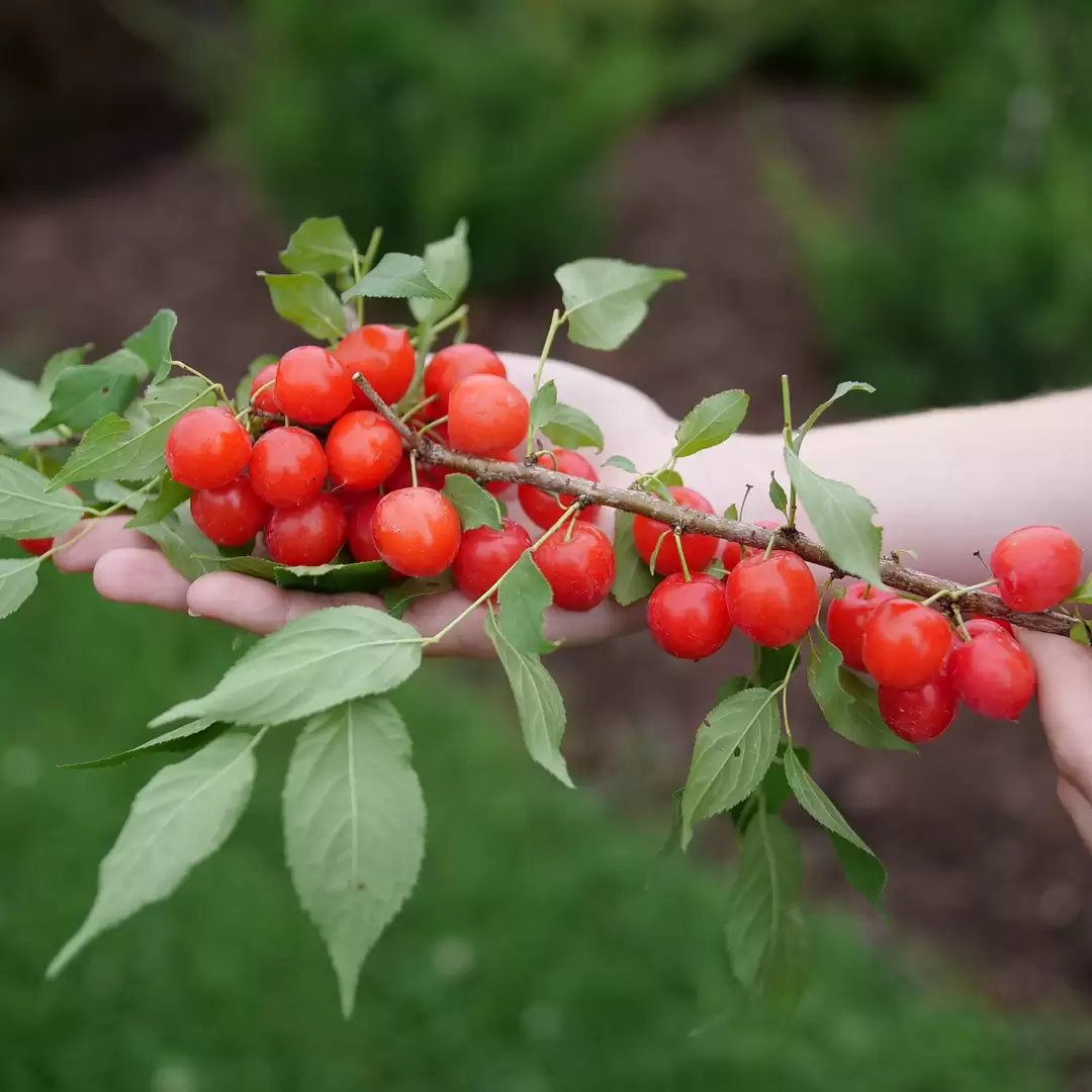 A woman's hand supports a branch full of round red fruit from Easy As Pie bush cherry. 