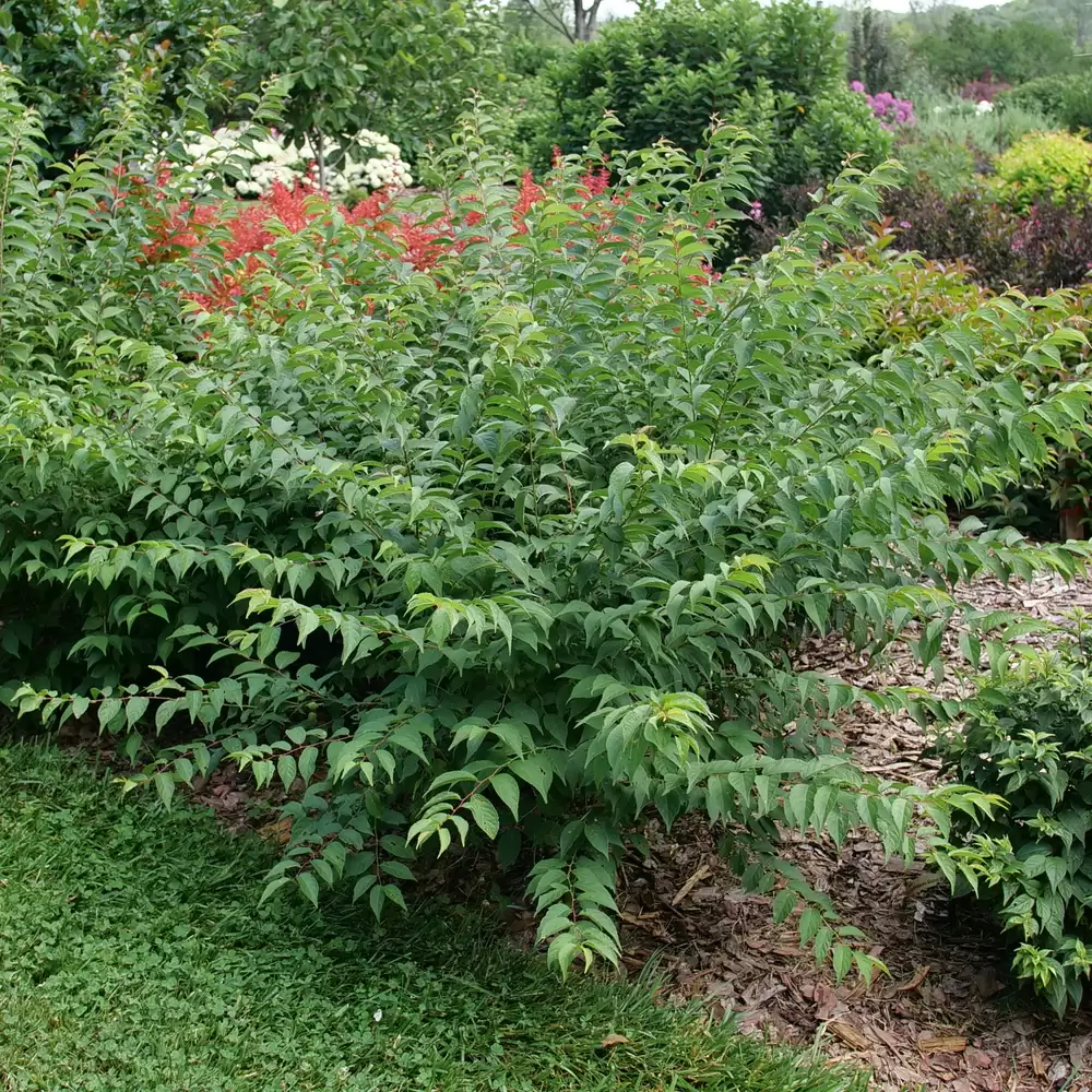 Green foliage of Easy As Pie bush cherry with wide branches in a landscape. 