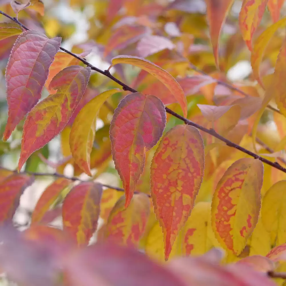 Easy As Pie bush cherry with red-orange fall foliage and alternating leaves. 