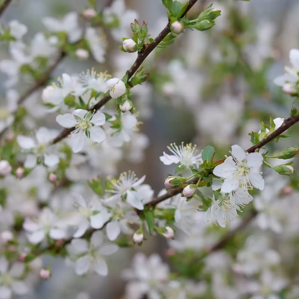 Dainty white flowers with a light yellow center on an Easy As Pie bush cherry branch. 