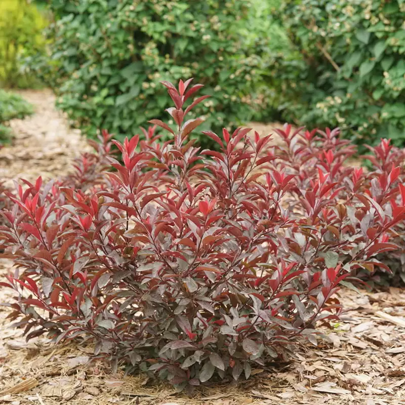 Stay Classy purple leaf sand cherry in a landscape