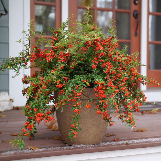 Berry Box Pyracomeles in a container with bright red berries. 