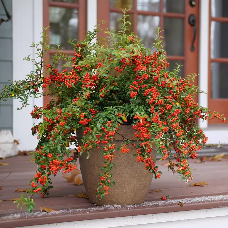 Berry Box Pyracomeles in a container with bright red berries. 