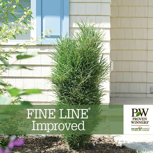 Preview of Fine Line® Improved Rhamnus Benchcard PDF