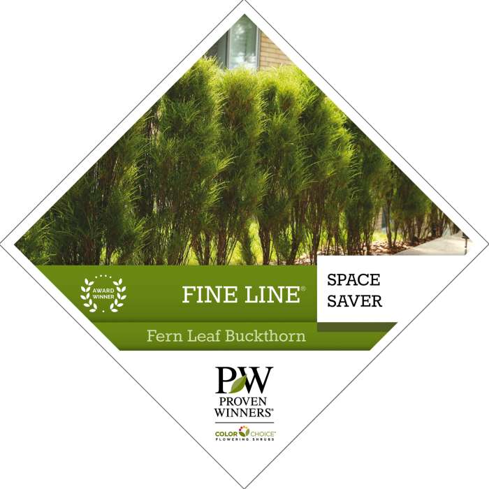 Preview of Fine Line® Rhamnus Tag PDF