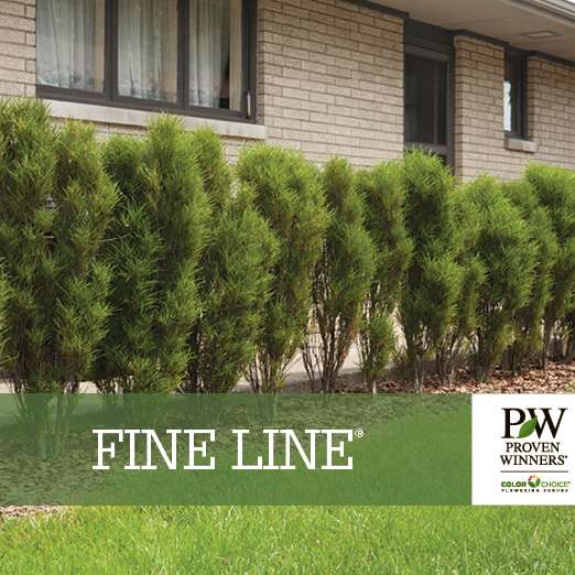 Preview of Fine Line® Rhamnus Benchcard PDF