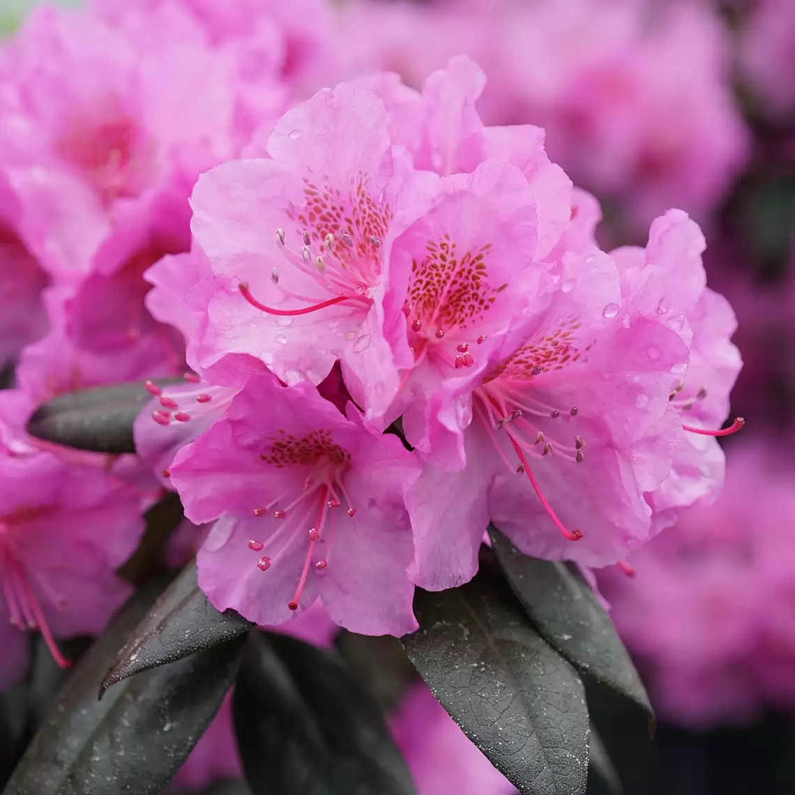 Close up of a purple Black Hat rhododendron bloom