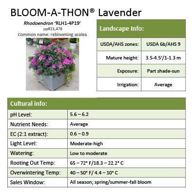 Preview of Bloom-A-Thon® Lavendar Rhododendron Grower Sheet PDF