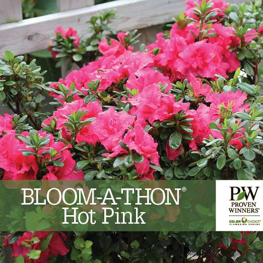 Preview of Bloom-A-Thon® Hot Pink Rhododendron Benchmark PDF