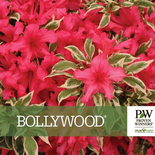 Preview of Bollywood® Rhododendron Benchcard PDF