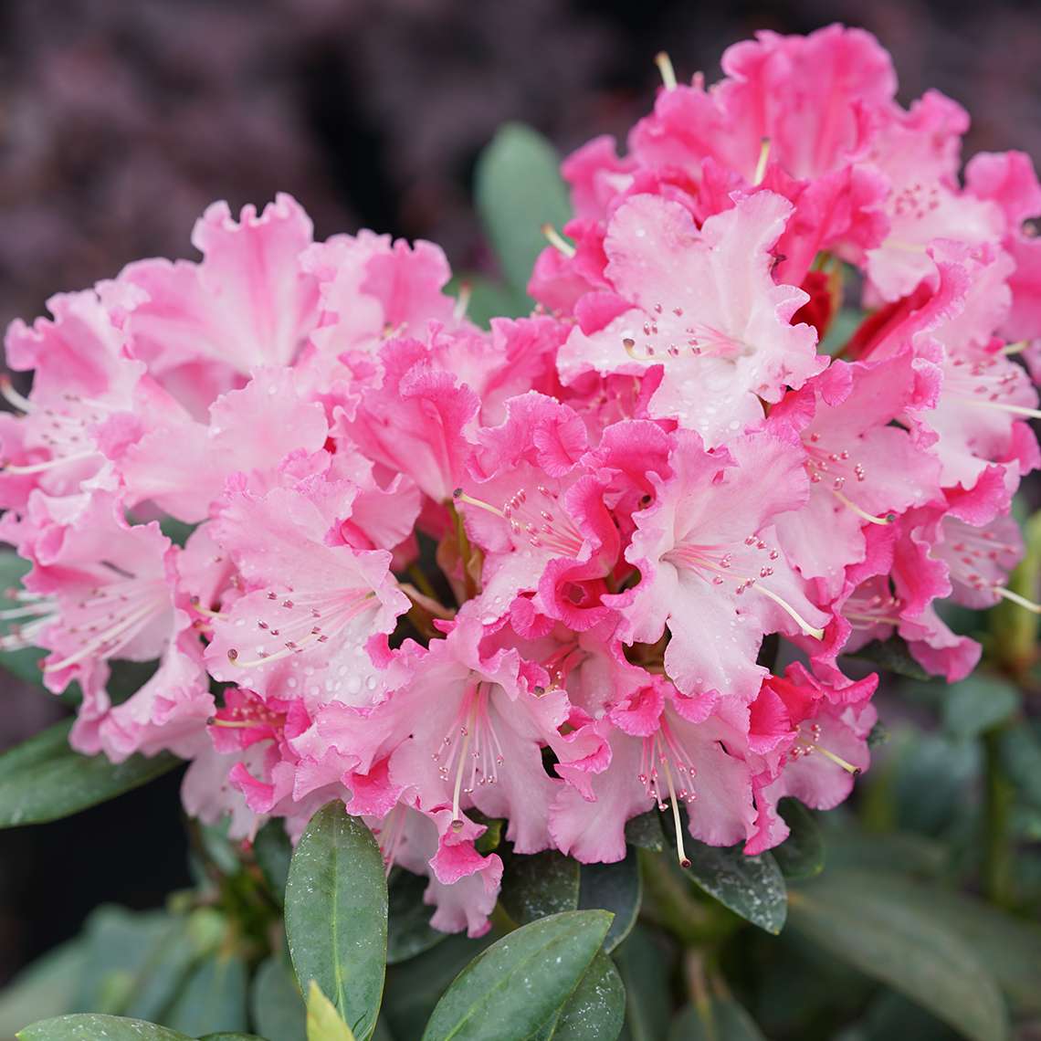 Close-up of Dandy Man Color Wheel rhododendron's deep pink blooms